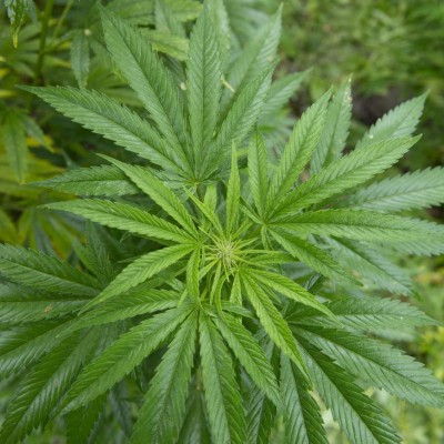 Legalización de marihuana en EUA cambia la producción en México